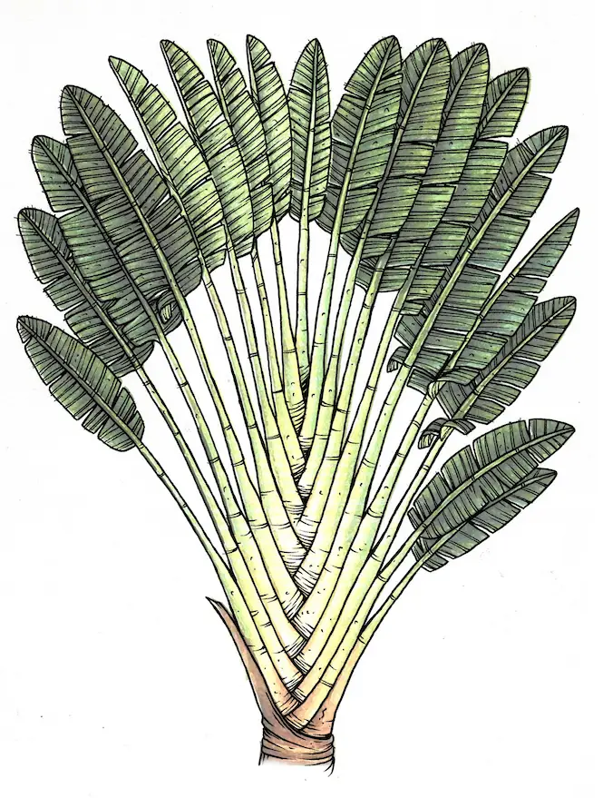 Ravenala Madagascariensis