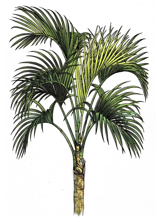 Kentia Forsteriana