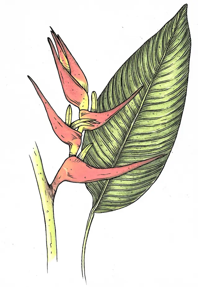 Heliconia Velloziana