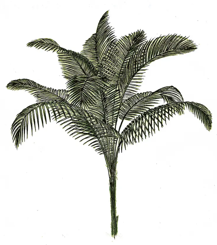 Microcoelum Weddelianum