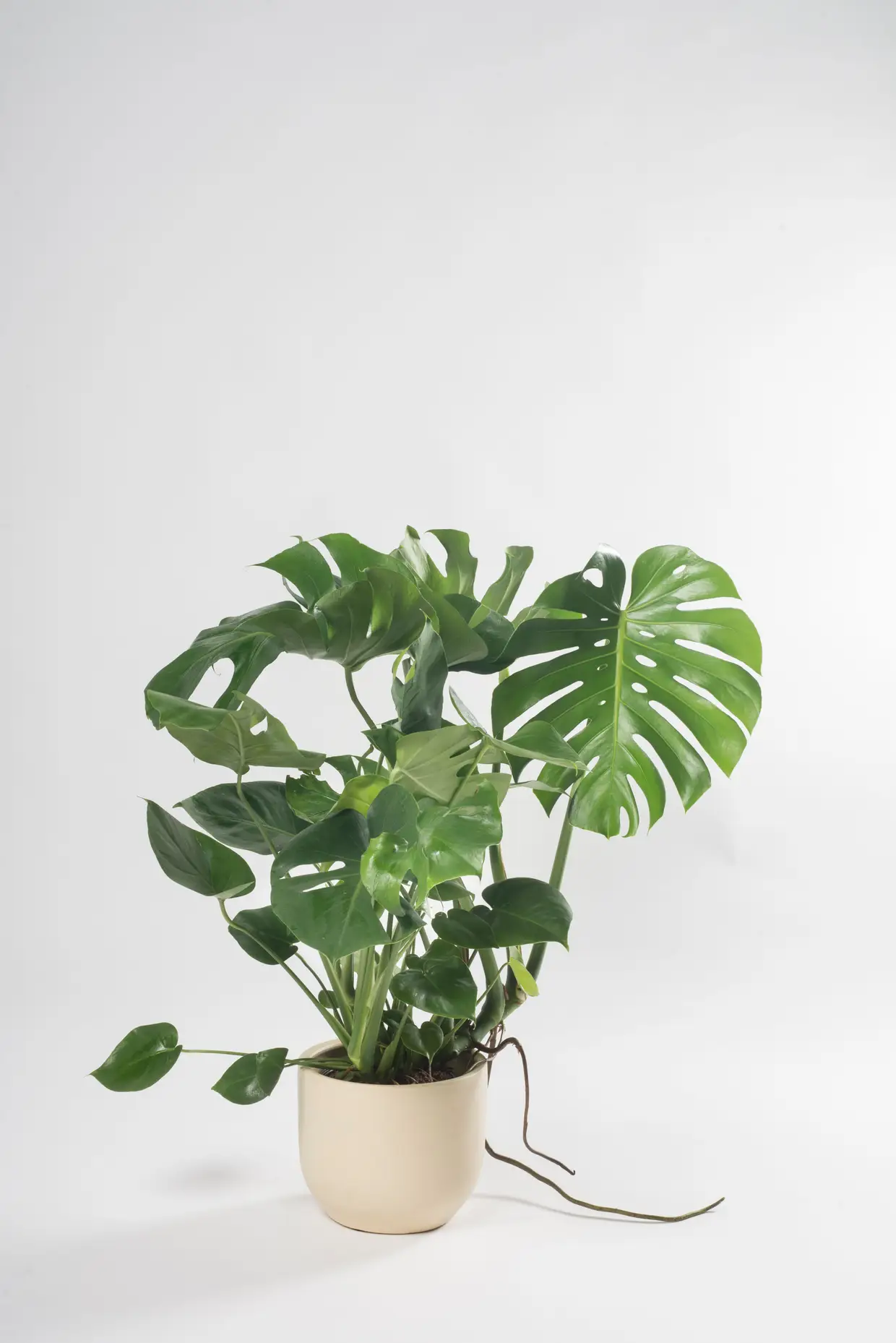 Planta de interior Monstera, à venda no site www.generosa.pt, €16,80 a €38,20