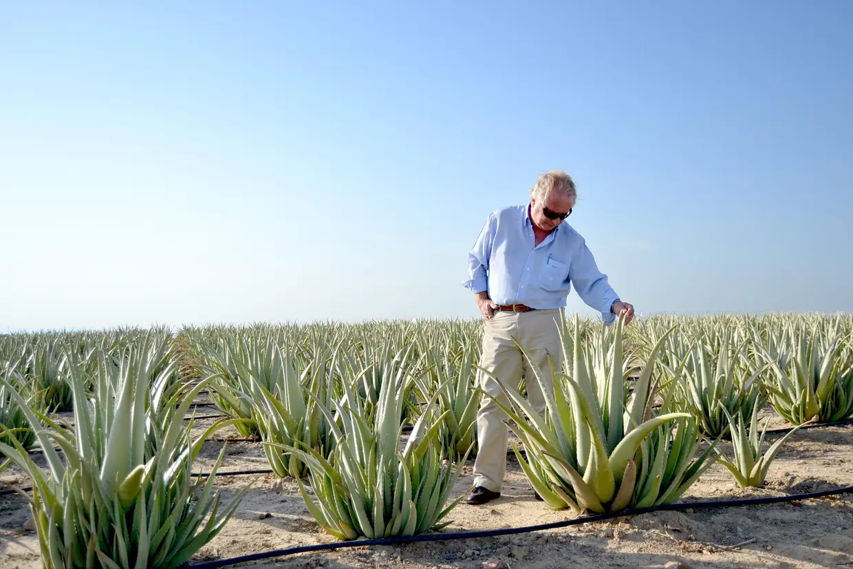 Aloe vera O produtor Andres Raya no seu campo de cultivo em Sevilha, onde antes havia algodão, trigo e laranjeiras
