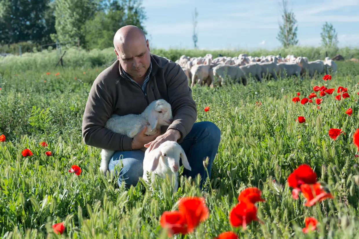 Queijo de ovelha Na quinta de Antonio Martin, em Madrid, adotam-se ovelhas em troca de quatro tipos de queijo, dois deles já premiados