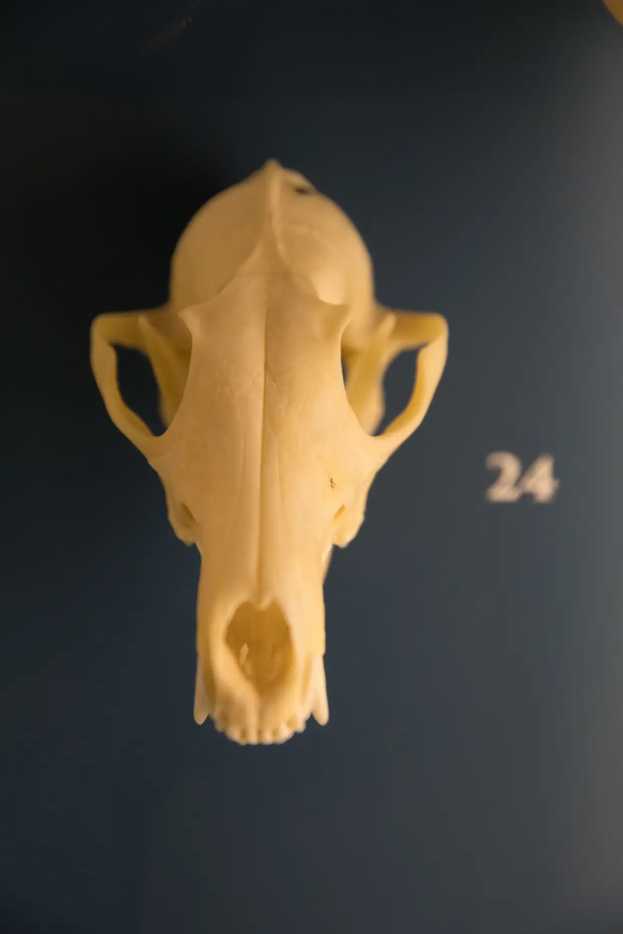 A coleção de Mamíferos inclui crânios de 14 especies de carnívoros, como a raposa, o texugo, o sacarrabos, a geneta e a doninha