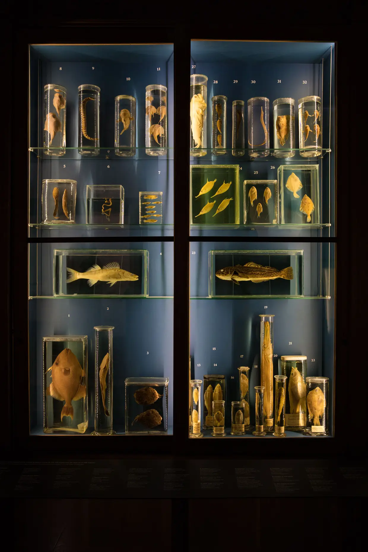São mais de vinte as coleções do Museu Nacional de História Natural e da Ciência. Desde o Arquivo e Biblioteca Históricos a desenhos, antropologia, anfíbios e répteis, herbário, insectos, mamíferos, peixes, tecidos e ADN, entre outros