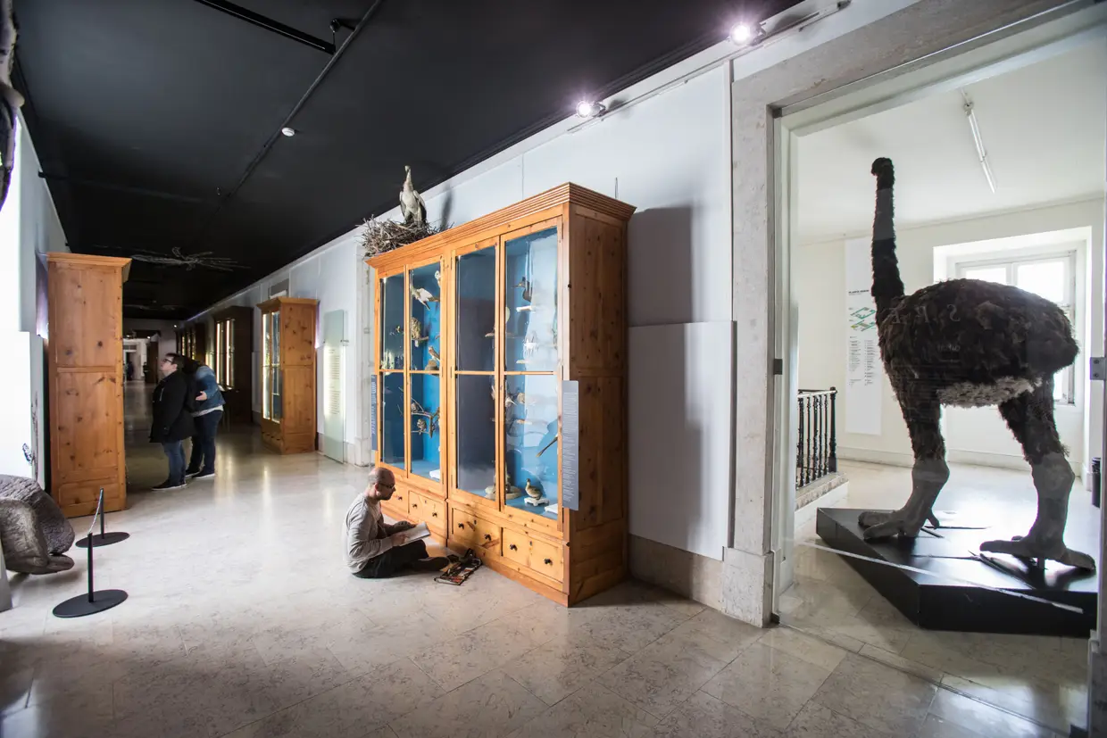 Um dos corredores está transformado em exposição com mais de mil espécies que fazem parte da coleção de História Natural (Specere). À direita, um exemplar de uma moa, ave não voadora, endémica da Nova Zelândia, extinta há 500 anos