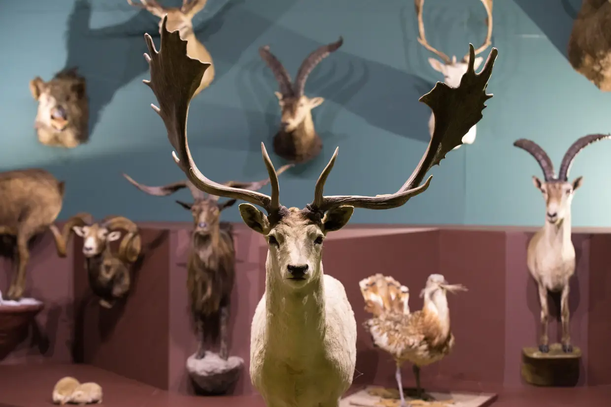 O trabalho de preservação natural está nas mãos de Pedro Andrade, o único taxidermista do museu