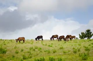 Na Quinta do Pisão, que integra o Parque Natural Sintra-Cascais, decorre a Festa dos Maios