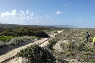 A pé pela costa: o desolador Pinhal de Leiria, as paisagens lunares e a vida animal digna do National Geographic