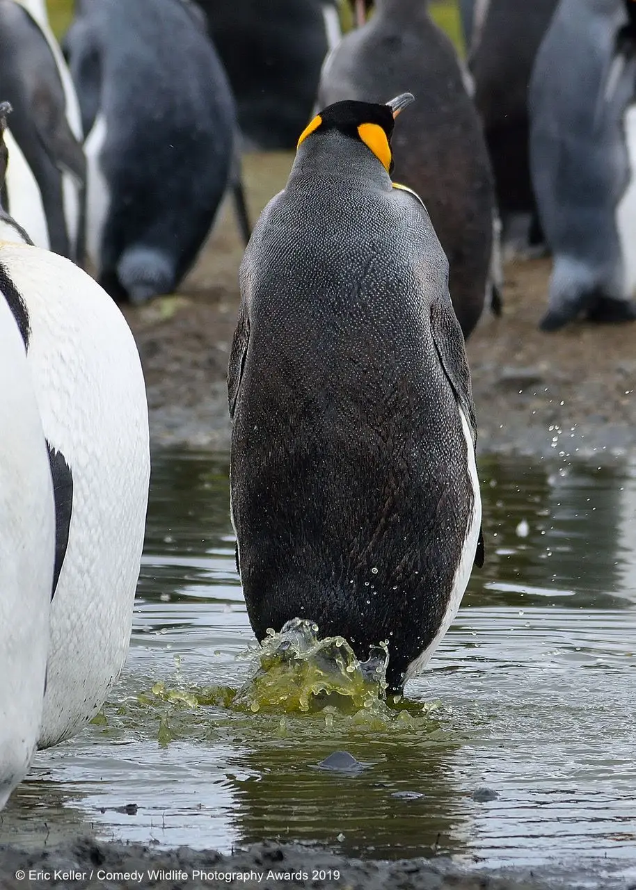 "Pode ser que ninguém repare...", pensa o pinguim enquanto abana rapidamente a cauda