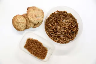 O futuro já chegou: há uma portuguesa em Londres a imprimir comida com insetos em 3D