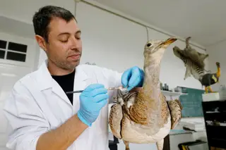 Nos bastidores do laboratório onde se dá "vida" a animais mortos