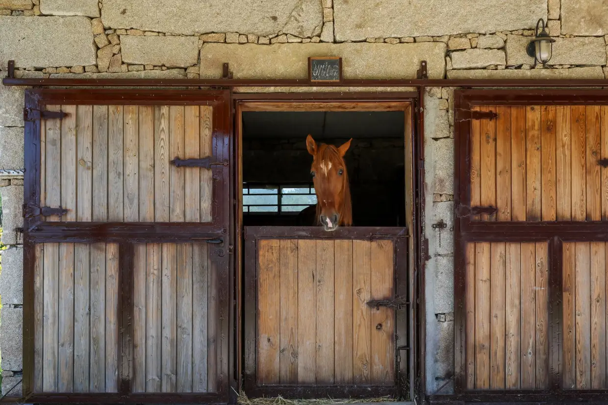 A coudelaria é outra das mais-valias desta quinta, com 18 cavalos de raça lusitana - alguns disponíveis para aulas de equitação com o cavaleiro Nuno Carvalho