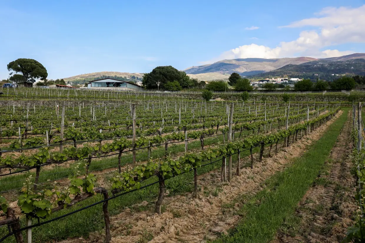 A quinta prolonga-se por 60 hectares (17 dos quais são dedicados à vinha, de onde saem os vinhos Madre de Água), além de ter oliveiras e pomares de maçã