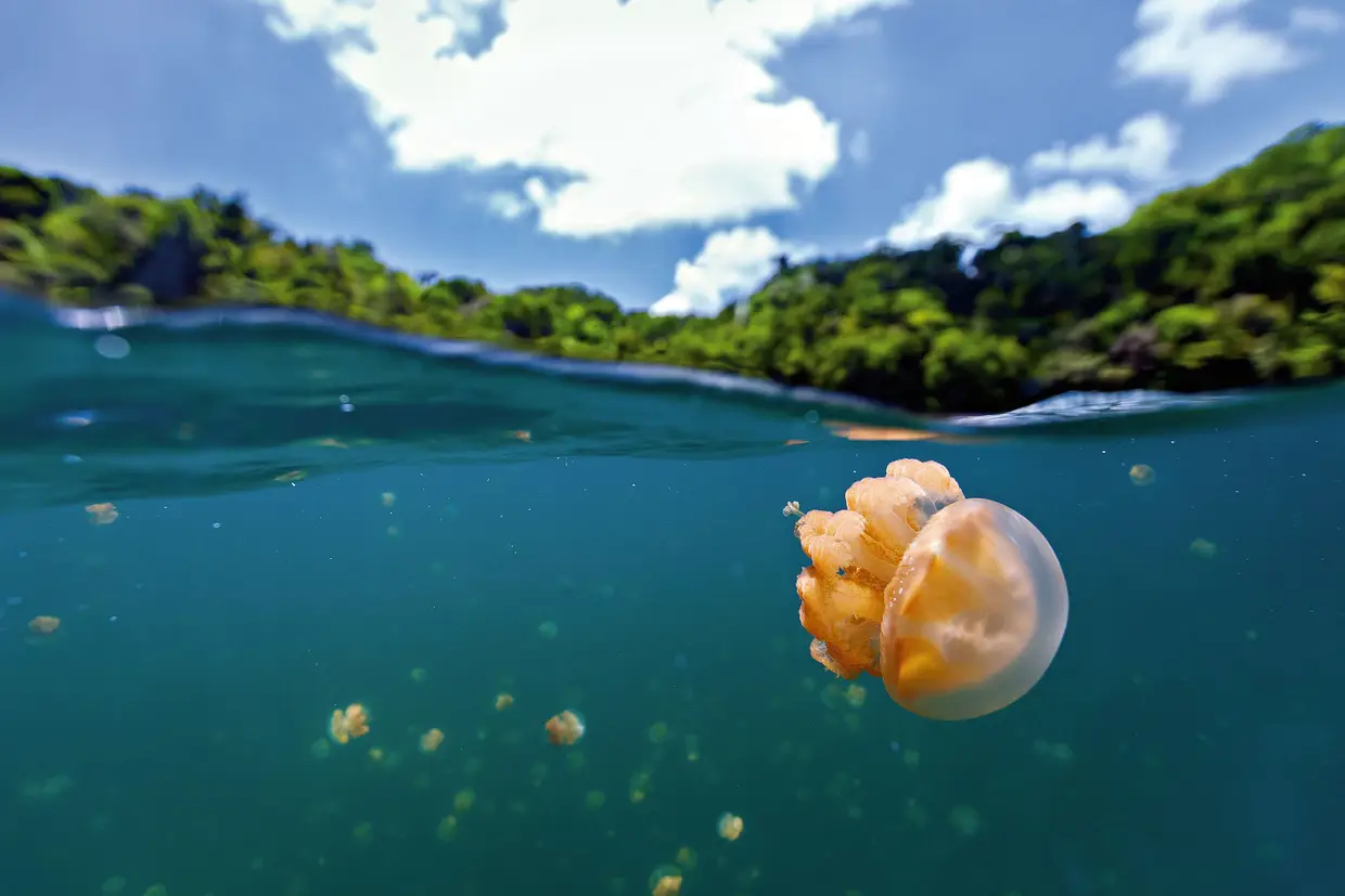 As alforrecas ou medusas são animais gelatinosos que vivem no mar e podem ter diferentes tamanhos, formas e cores. Quando somos picados por uma, na verdade estamos a ser agarrados pelos seus tentáculos, que libertam um líquido perigoso e que dá muita comichão. Se fores picado por uma, não deves coçar nem esfregar; deves lavar com água do mar e aplicar frio no local para aliviar a dor. Há ainda uma espécie de alforrecas – a caravela-portuguesa – que é especialmente perigosa, já que o seu veneno é muito mais forte