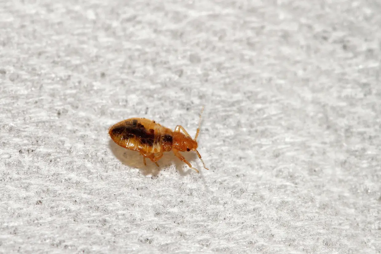 Os percevejos alojam-se nas camas, principalmente nos hotéis. Não é por acaso que em inglês se chamam bed bugs (insetos das camas). Alimentam-se durante a noite e podem ficar até 20 minutos a morder-nos; depois, voltam ao seu abrigo com a barriga cheia – do nosso sangue. As suas picadas são pequenas e lisas e aparecem normalmente nos braços nas pernas