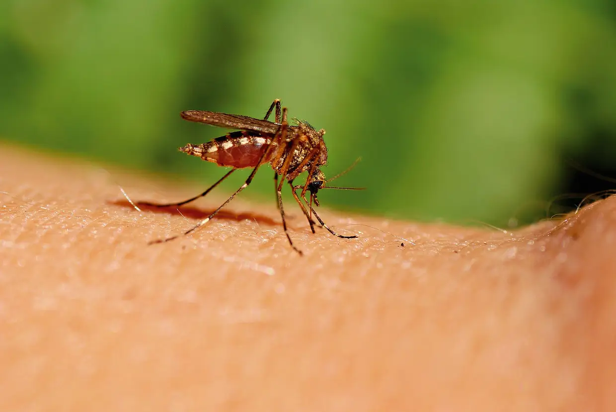 Só as melgas fêmeas é que se alimentam de sangue humano e conseguem detetar-nos através do dióxido de carbono da respiração, da transpiração e dos odores corporais. Para não andarmos cheios de “babas” e de comichão, devemos usar roupa que nos cubra mais a pele, evitar os odores fortes, usar redes mosquiteiras nos quartos e, sempre que estivermos perto de zonas com água estagnada ou de muita vegetação, usar repelente