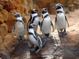 Sete pinguins-de-humboldt são a nova atração no exterior do Sea Life
