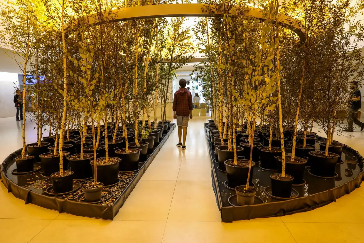 Yellow Forest (2017), uma floresta artificial de bétulas, no átrio do Museu de Serralves
