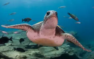 Embriões de tartaruga podem escolher o seu próprio sexo