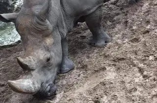 Num zoo em França, visitantes escreveram os seus nomes nas costas de um rinoceronte