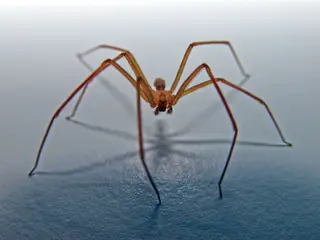 Uma aranha venenosa foi removida da orelha de uma mulher, nos EUA