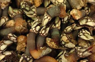 Os percebes vão estar em destaque em Vila do Bispo