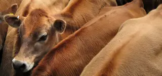 Conflito legal pode matar à fome milhares de vacas num navio de transporte pecuário