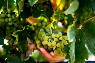 O programa da Quinta da Lagoalva inclui um passeio de charrete pelas vinhas