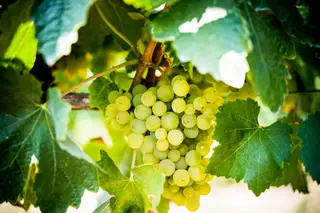 Verão que é verão também se faz a vindimar