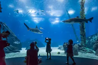 Há mil e uma espécies para descobrir no Oceanário de Lisboa