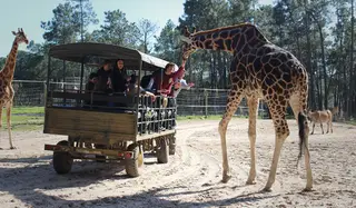 Um safari para ver zebras, girafas e búfalos que habitam o Badoca Park, em Vila Nova de Santo André