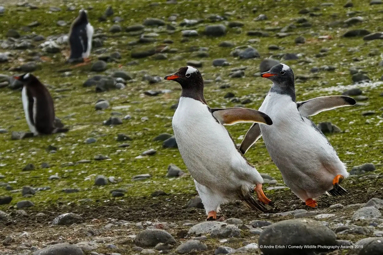 O par de pinguins treina para os Jogos Olímpicos de Inverno