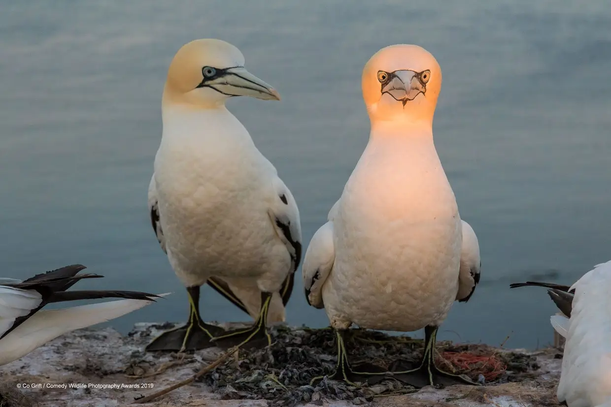 Assim que reparou que estava a ser fotografado, o atobá-do-cabo corou como um tomate