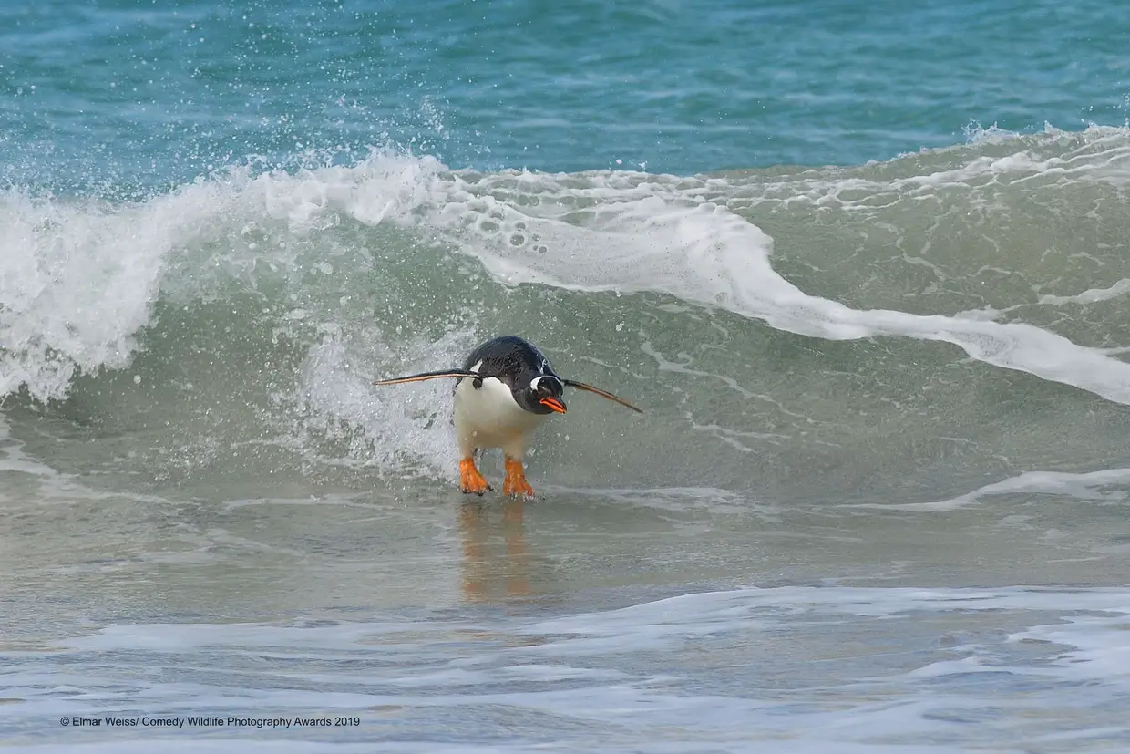 O pinguim-gentoo mostra-nos que não são só os humanos que sabem surfar