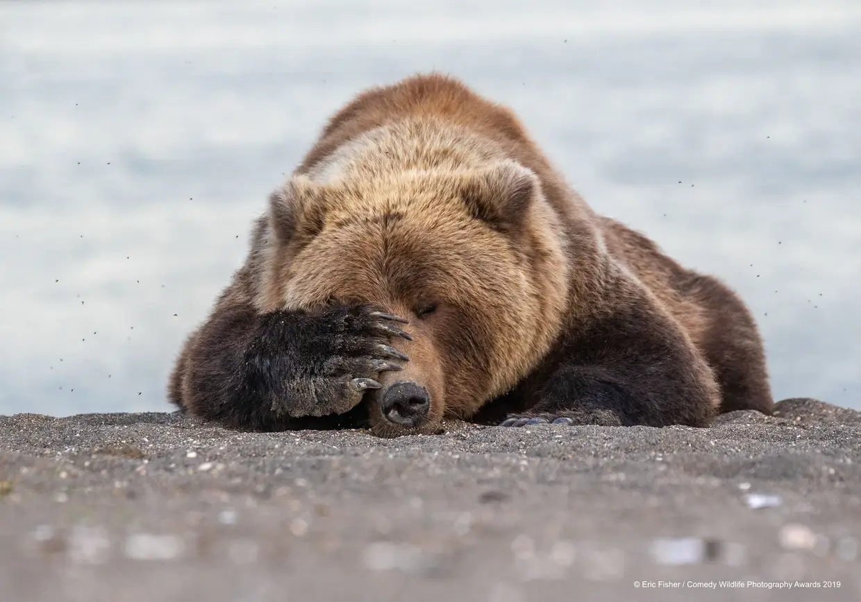 O urso-pardo ainda agora acordou e já não consegue acreditar no dia que o espera