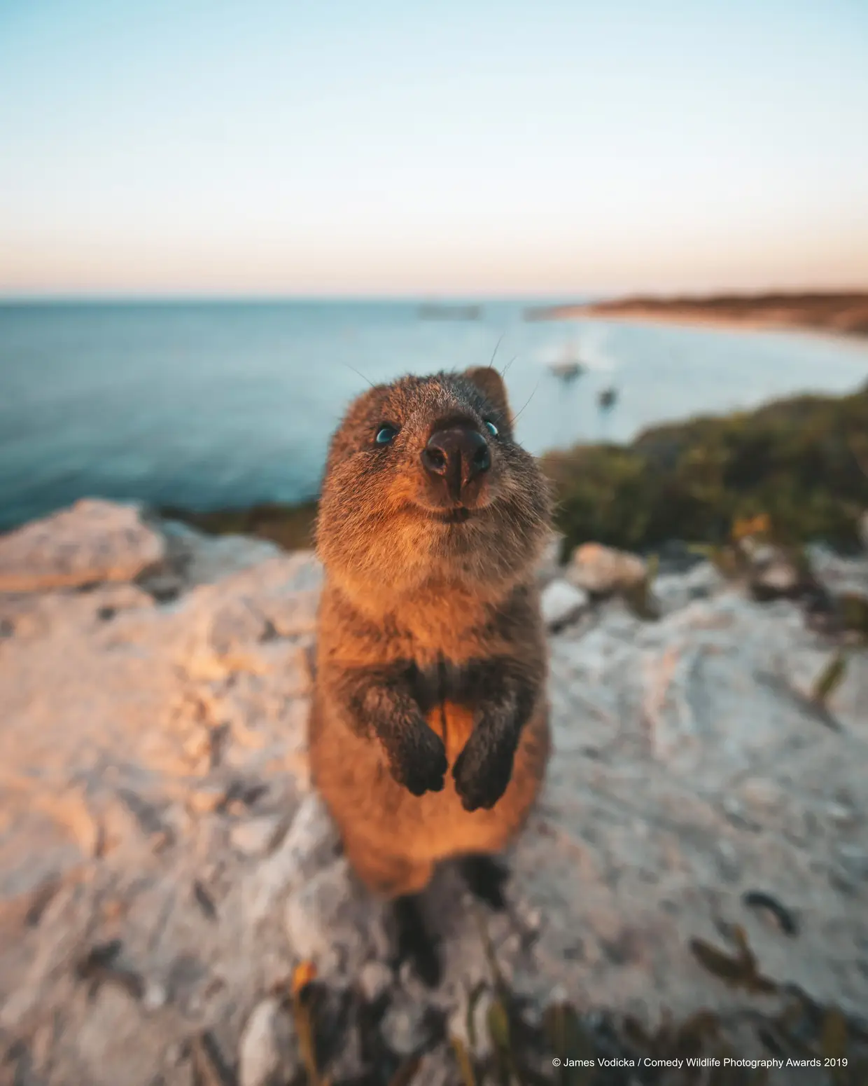 "Peço desculpa, é aqui o concurso de fotografia?", pergunta a quokka desorientada