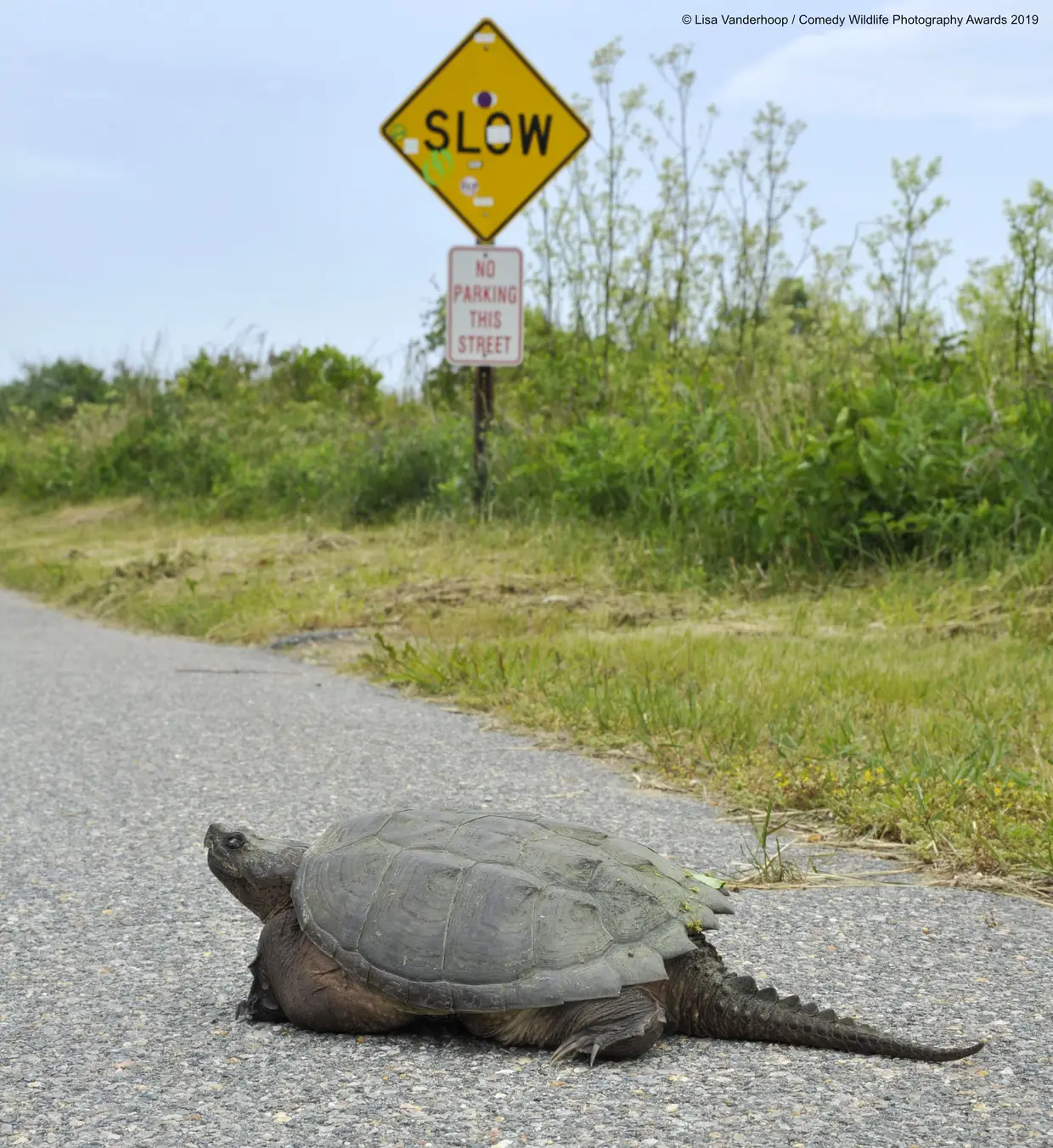 Hoje, a tartaruga-mordedora decidiu cumprir os limites de velocidade e andar "devagar", como manda o sinal