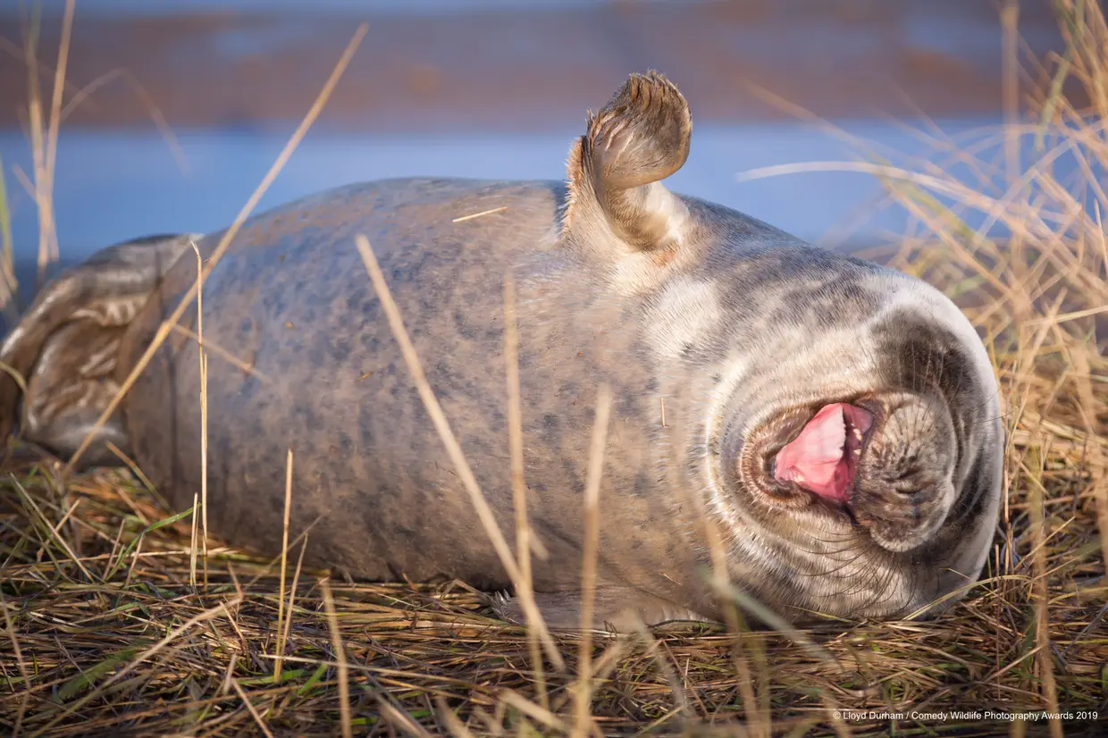 A piada foi tão boa que, até hoje, a foca-cinzenta continua a rir-se às gargalhadas