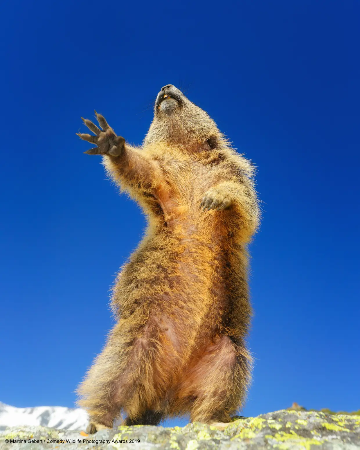 A marmota viu a oportunidade para mostrar os passos de dança que há tanto tempo treinava