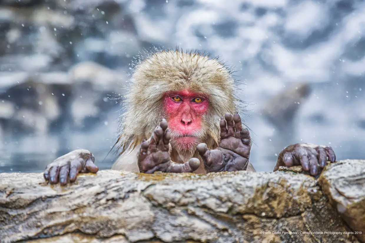 "Quantos dedos vês?", pergunta o macaco-japonês a tentar enganar o fotógrafo