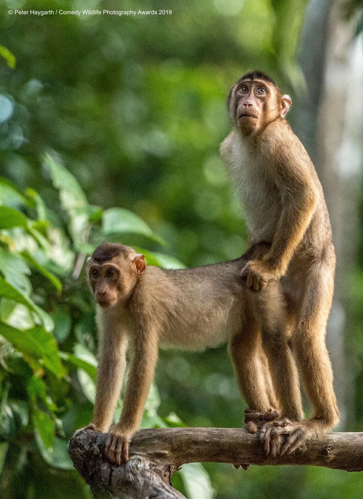 Os dois macacos foram apanhados em flagrante, e nem sequer tentaram disfarçar...