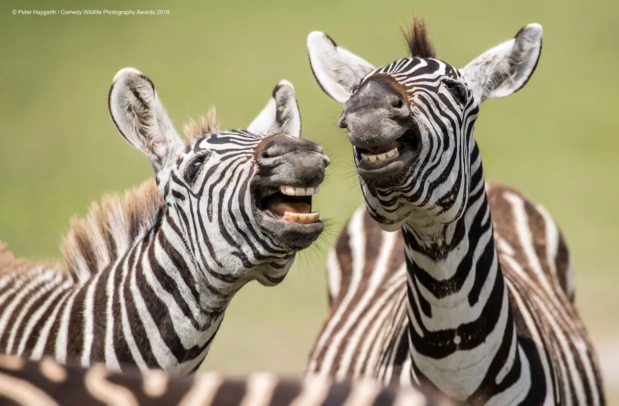 "Olha o passarinho!", dizem as zebras enquanto sorriem para a fotografia