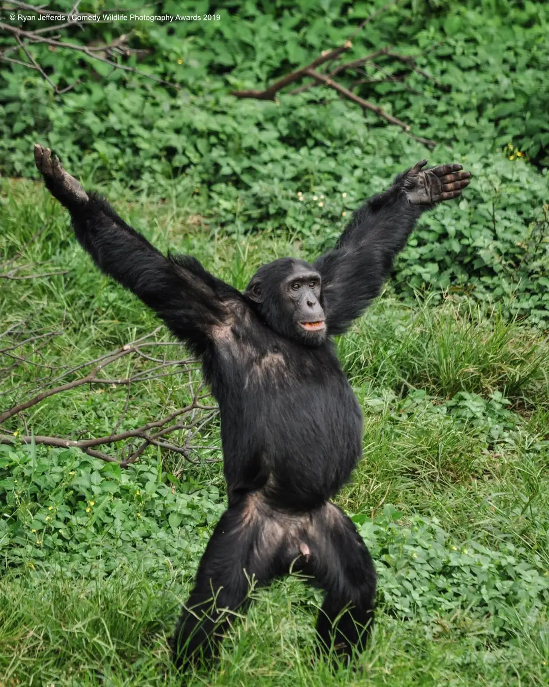 "Amanhã já é sábado!" exclama o chimpanzé a boa-nova aos seus amigos