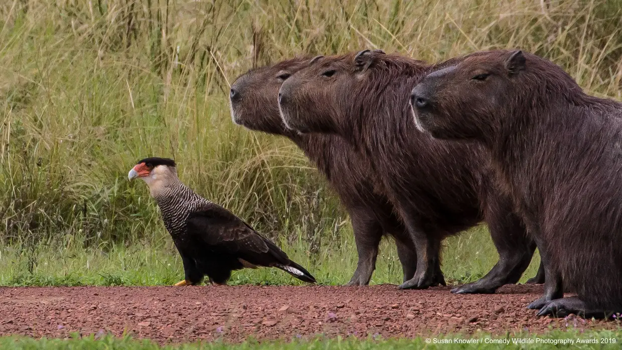 As capivaras tentam não dar nas vistas enquanto perseguem o carcará-do-norte sorrateiramente