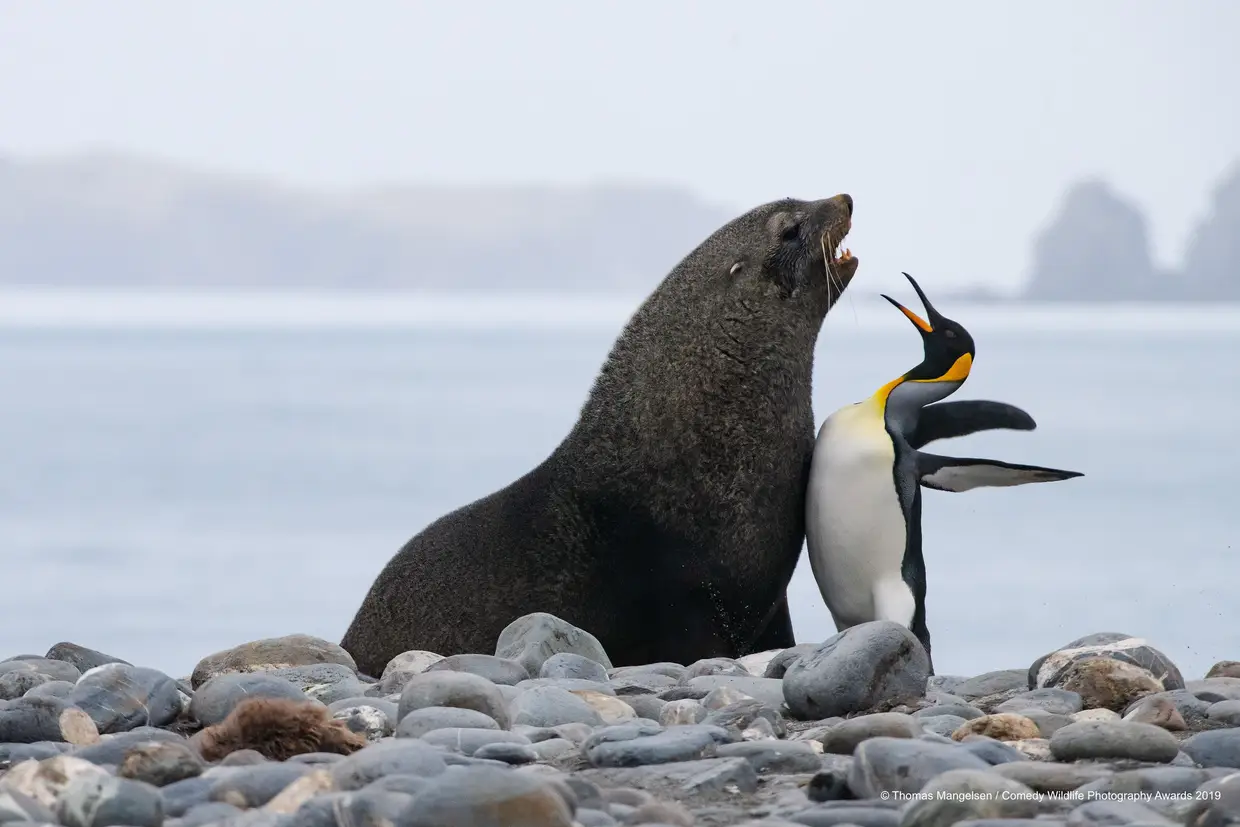 O pinguim-rei e o leão-marinho celebram a sua amizade de longa data