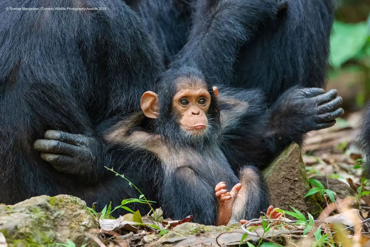 Nada vai estragar o dia deste chimpanzé bebé, que relaxa encostado à mãe