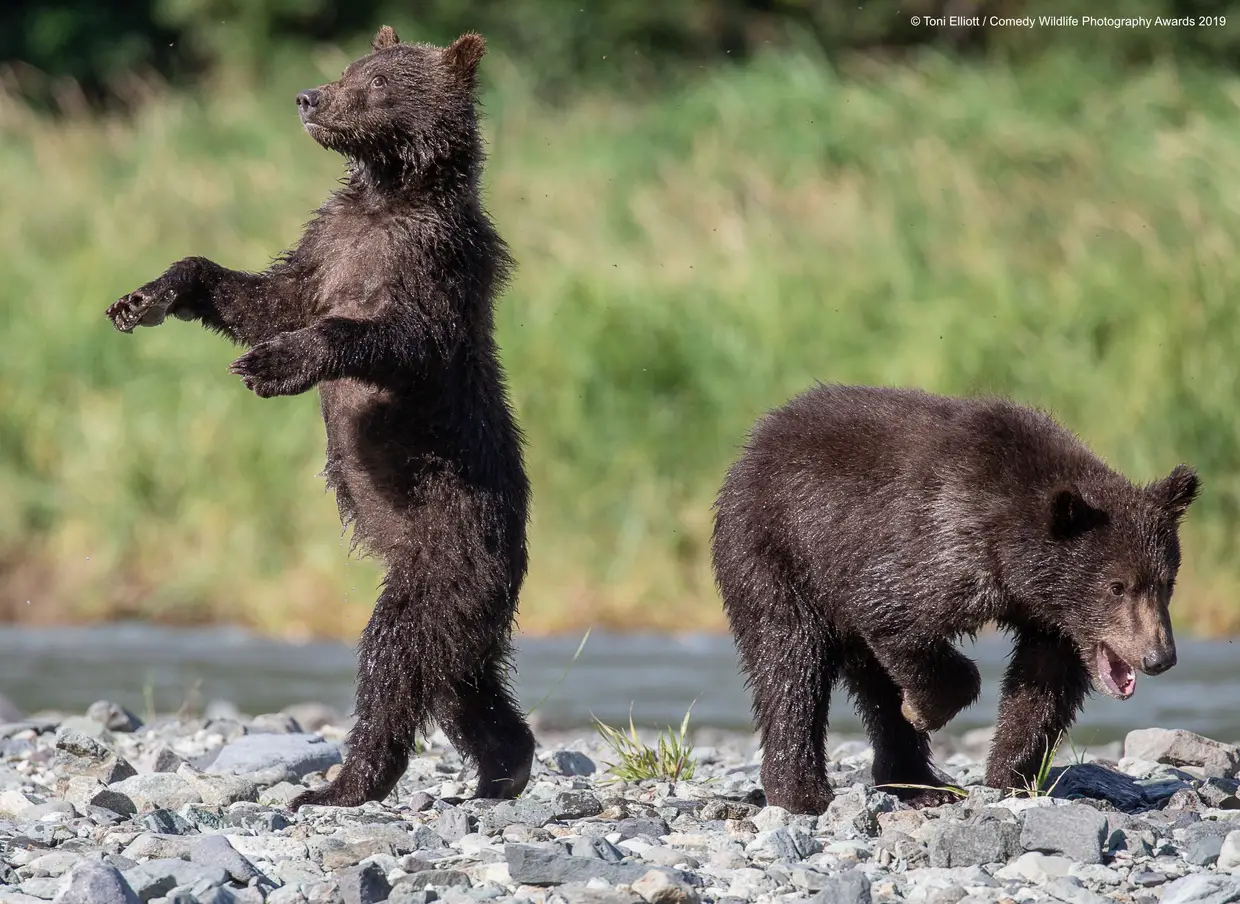 "Olha para mim, sou um humano!", conta o pequeno urso-pardo ao amigo, que se ri