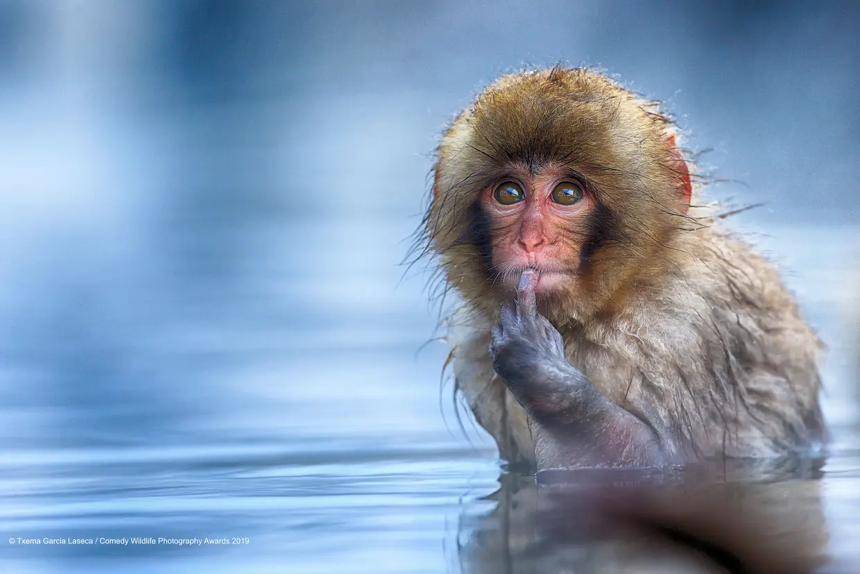 O pequeno macaco-japonês pondera acerca do que vai comer ao almoço