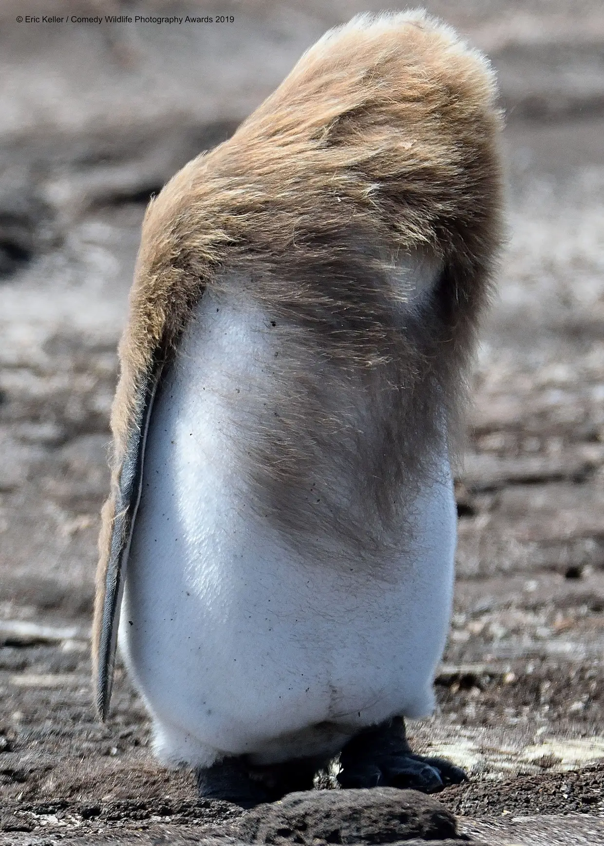 A cria de pinguim-rei já aprendeu: há dias em que o cabelo tem vida própria!